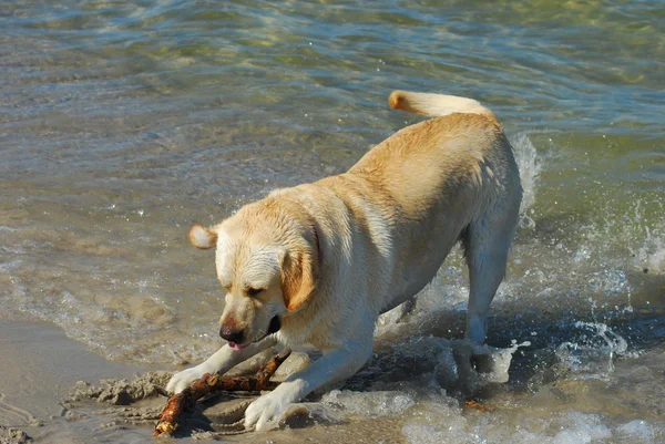 Dog playing on a beach — Stock Photo, Image