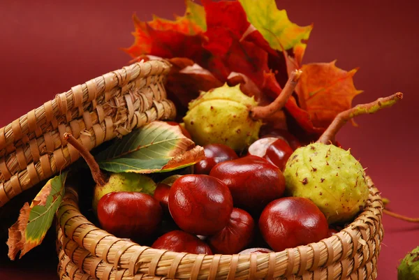 Herfst kastanjes en bladeren — Stockfoto