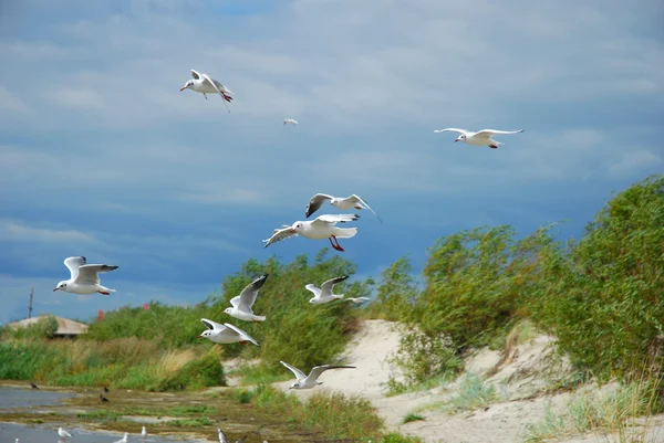 stock image Seagulls flying at the sea