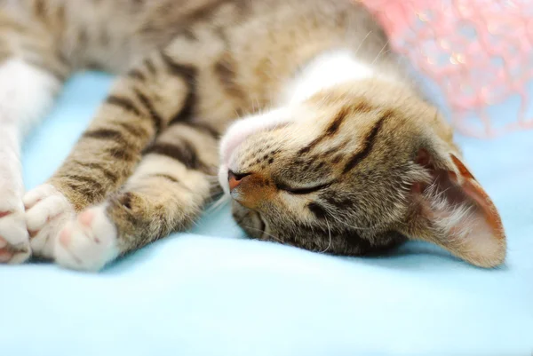 Сладкий спящий котёнок — стоковое фото