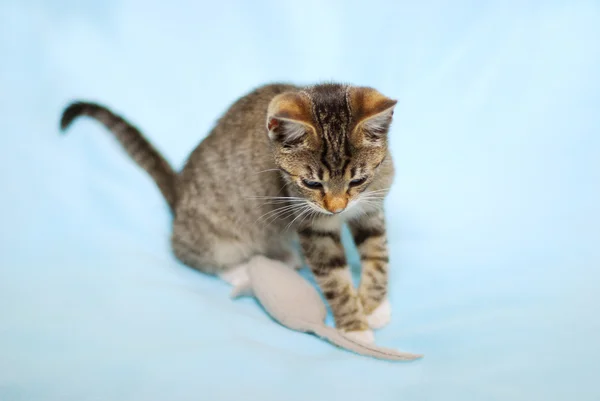 Котёнок играет с игрушечными мышками — стоковое фото