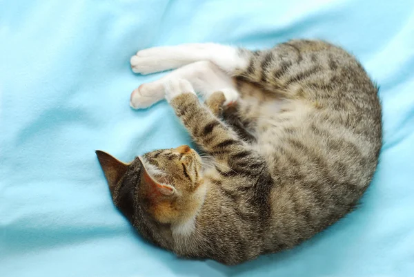 Süßes schlafendes Kätzchen — Stockfoto