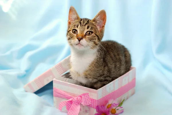 Kedi yavrusu hediye kutusu — Stok fotoğraf