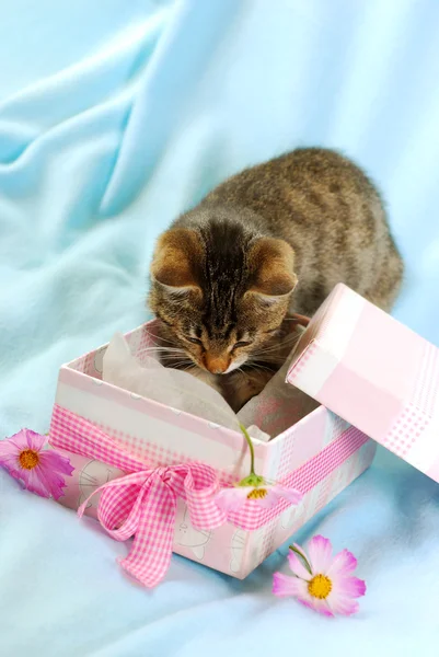 Котёнок в подарочной коробке — стоковое фото