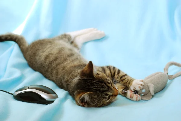 Котёнок играет с двумя мышами — стоковое фото