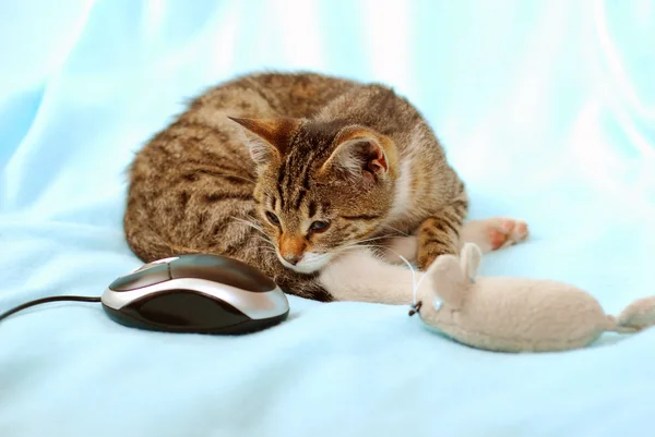Che topo troppo strano  ! — Foto Stock