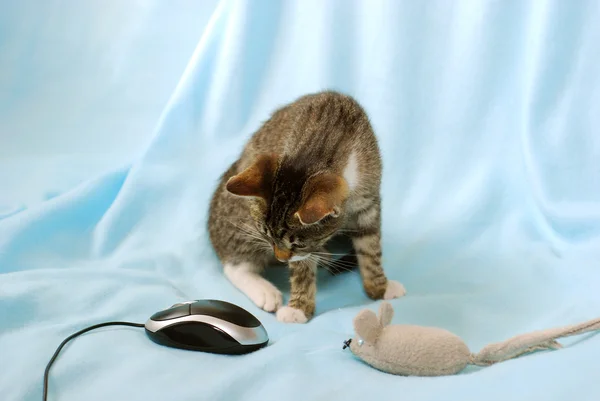 Was für eine seltsame Maus ! — Stockfoto