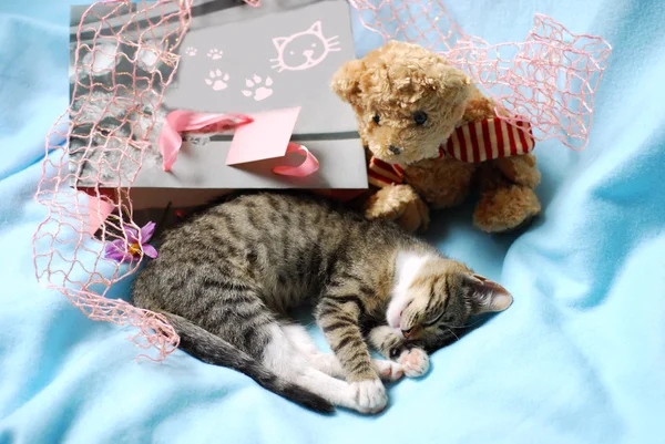 Sweet sleeping kitten as present — Stock Photo, Image