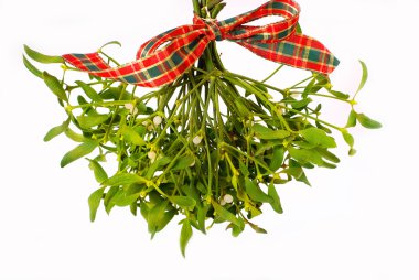 Bunch of mistletoe clipart