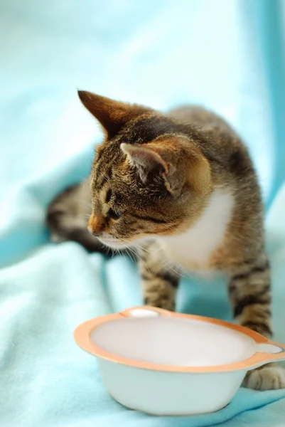 Голодный котёнок и пустая чаша — стоковое фото