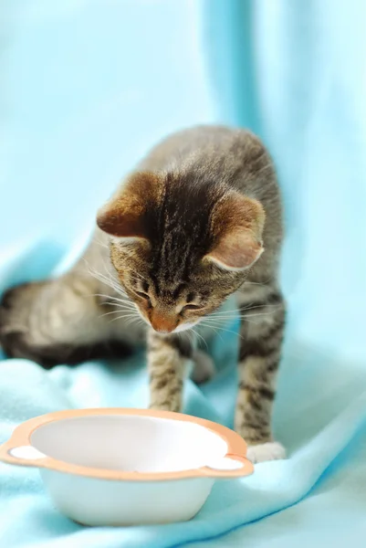 Hungry kitten looking on empty bowl — Stock Photo, Image
