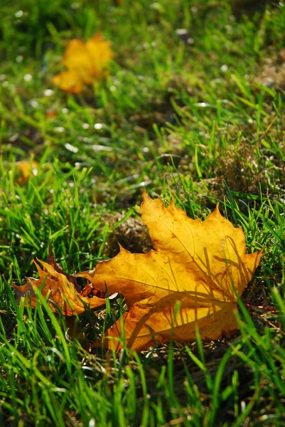 Foglia di autunno in erba — Foto Stock
