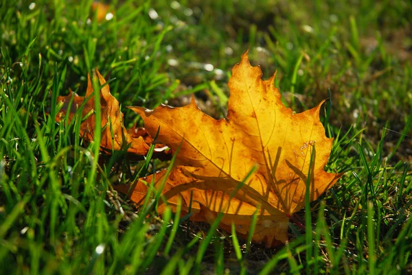 Hoja de otoño en hierba — Foto de Stock