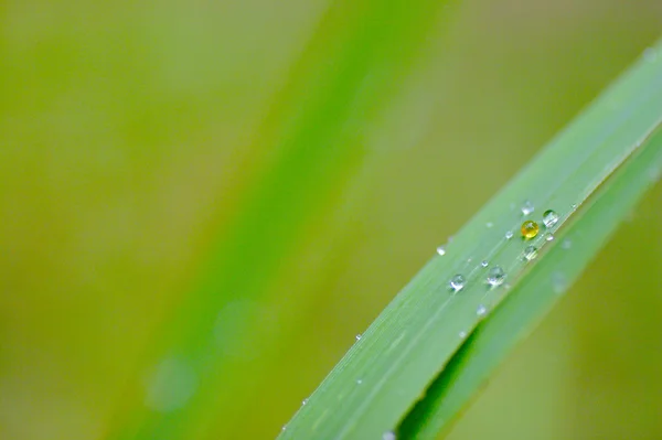 Morning dew on green leave — Stock Photo, Image