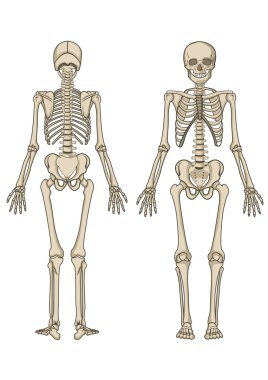 Human skeleton in vector clipart