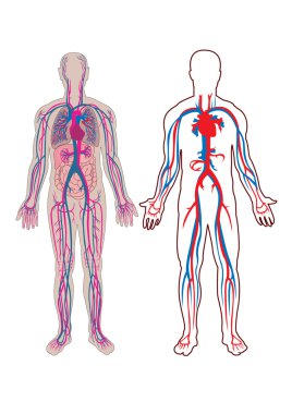 Human vein in vector clipart