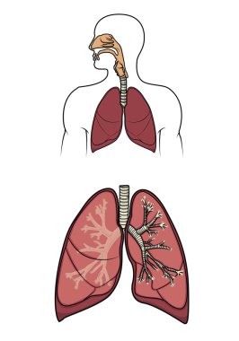 Human respitory system in vector clipart