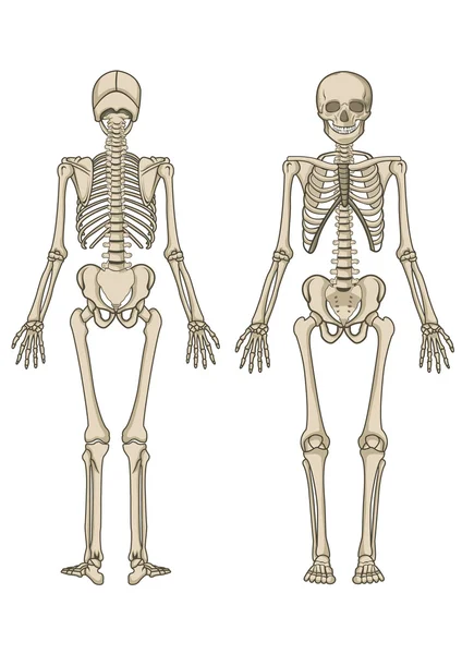 Menselijk skelet in vector — Stockvector