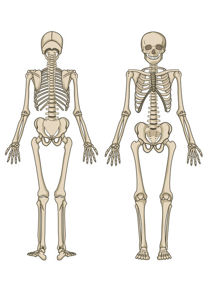 Human skeleton in vector