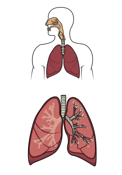 Menschliches Atmungssystem im Vektor — Stockvektor