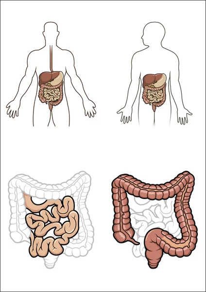 Sistema digestivo humano no vetor —  Vetores de Stock