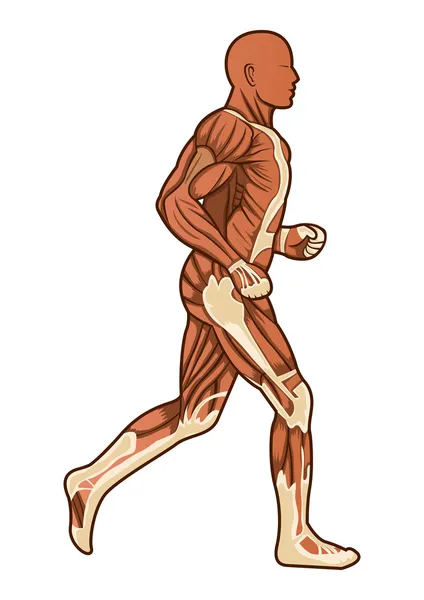 Running human anatomy vector — Stock Vector