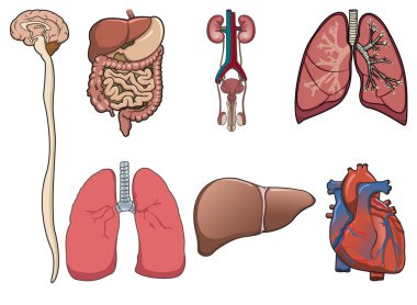 Human organ in vector clipart