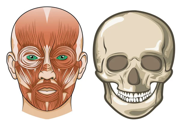 Анатомия лица и череп человека в векторе — стоковый вектор