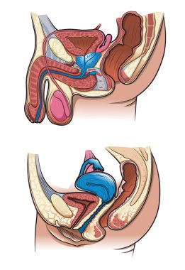 Human reproductive system in vector clipart