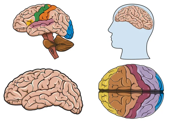 Ανθρώπινου εγκεφάλου στο άνυσμα — Διανυσματικό Αρχείο