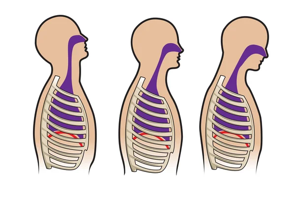 Система дыхания человека в векторе — стоковый вектор
