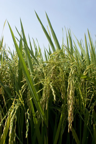 Zralé neloupané rýže v zeleném poli — Stock fotografie