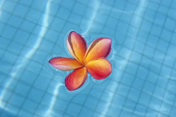Frangipani tropical flotando en piscina azul — Foto de Stock