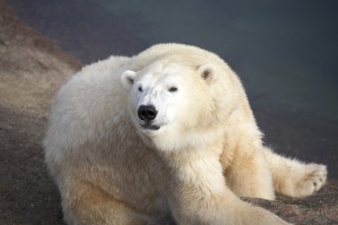 Polar bear clipart