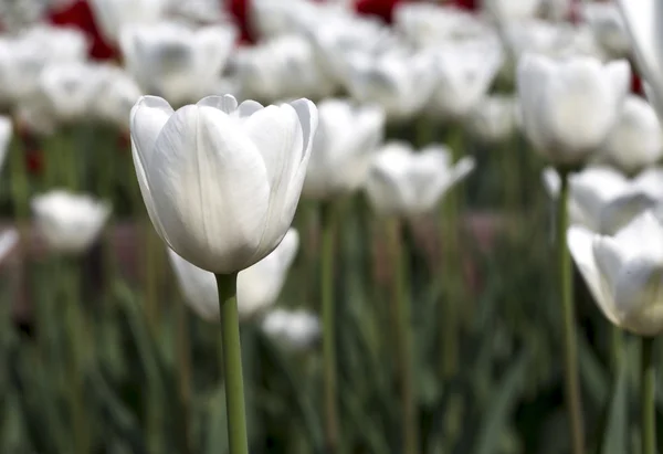 Piękne białe tulipany — Zdjęcie stockowe