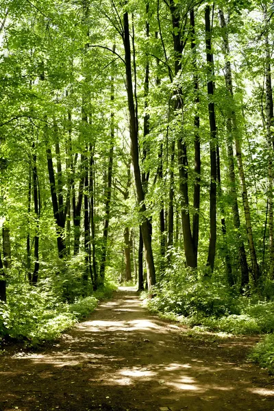 Stock image Summer in the forest