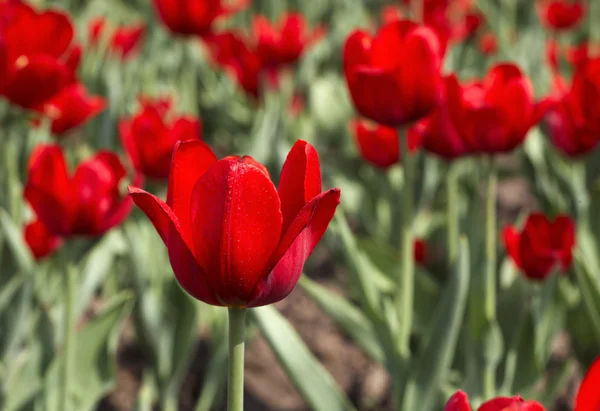 stock image Beautiful red tulips