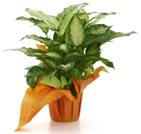 Ornamental Plants — Stock Photo, Image