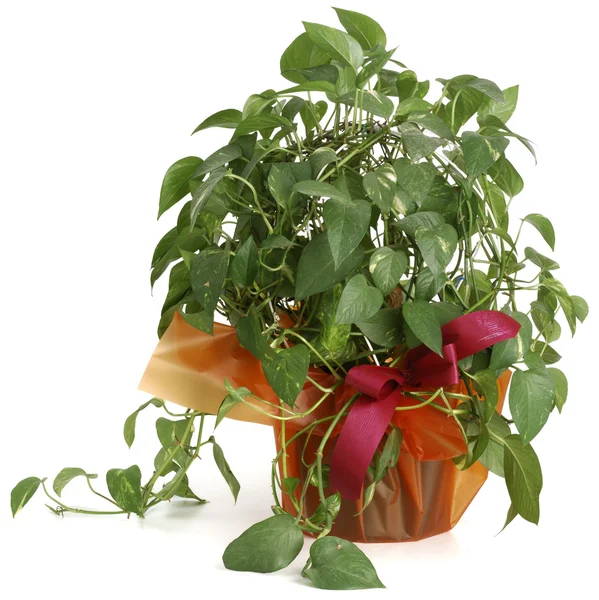 Ornamental Plants — Stock Photo, Image