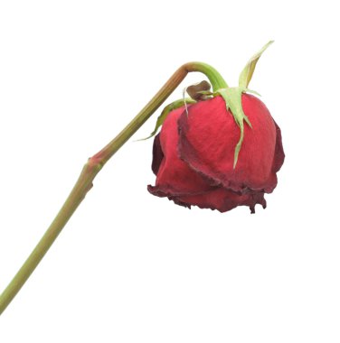 Dried rose, isolated clipart