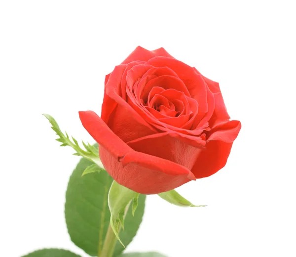Red rose, isolated — Stock Photo, Image