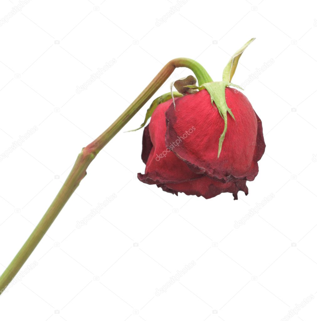 Dried rose, isolated