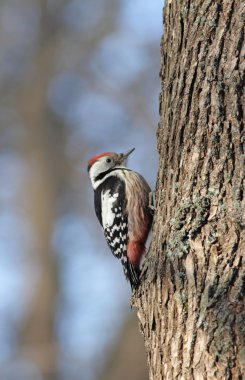 Great Spotted Woodpecker clipart