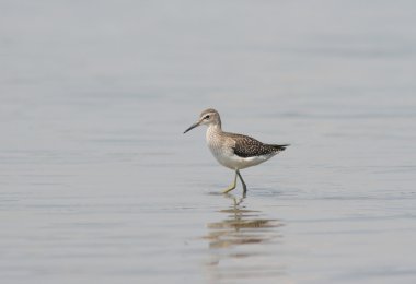 Little Stint clipart