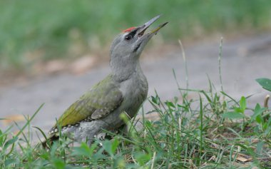 Grey-headed Woodpecker clipart