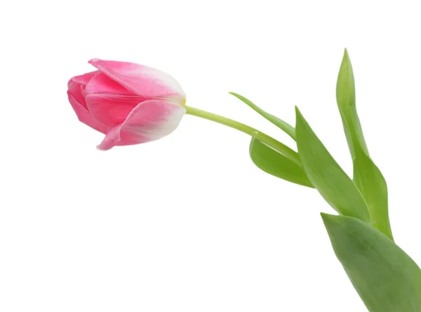 Lovely spring colored tulip, isolated — Stock Photo, Image