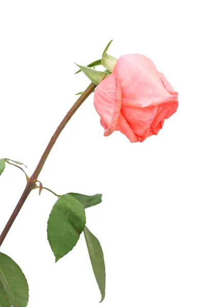 Dried pink rose, isolated — Stock Photo, Image