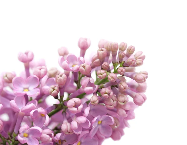 Schersmin (lila) blomma, isolerade — Stockfoto