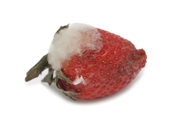 Moldy rotten strawberry, isolated — Stock Photo, Image