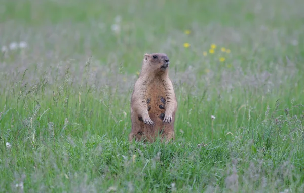 Marmota — Fotografia de Stock